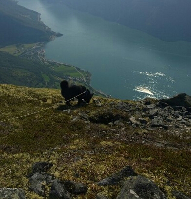 Aicko med Aurlandsfjorden i bakgrunn.