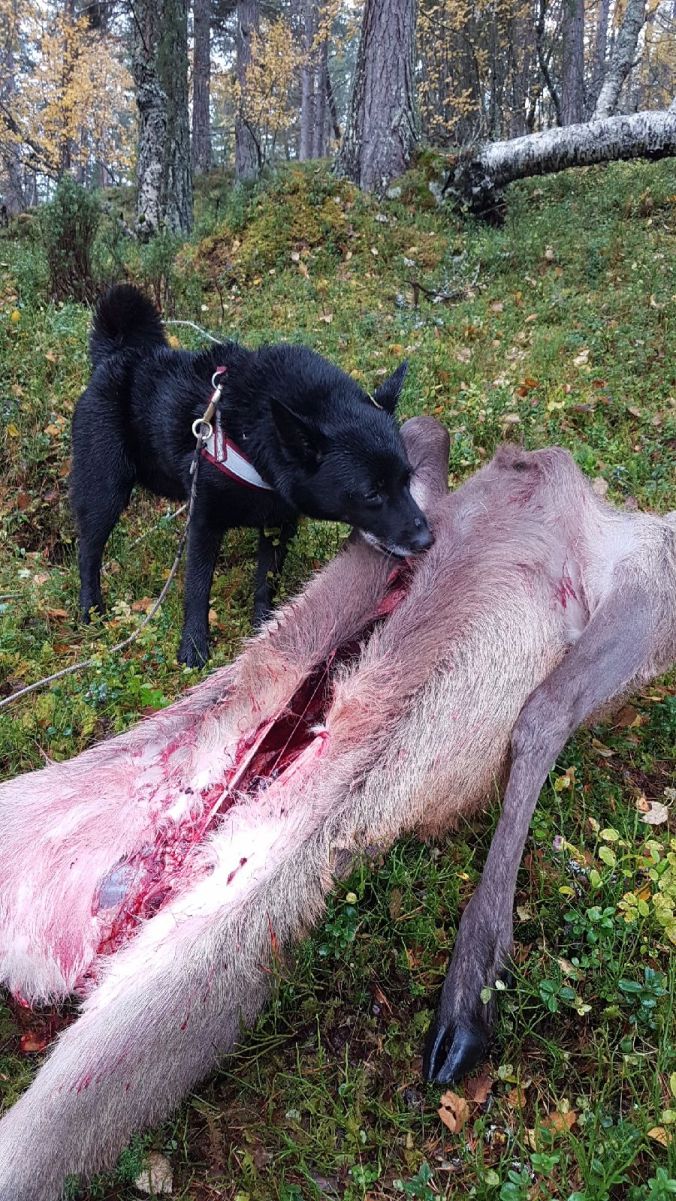 resized_snapchat-297757548